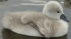 Schwanenküken (4).jpg